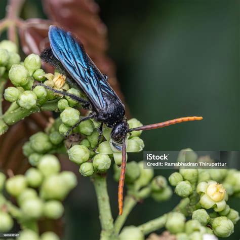 5 Blue Winged Wasp Facts