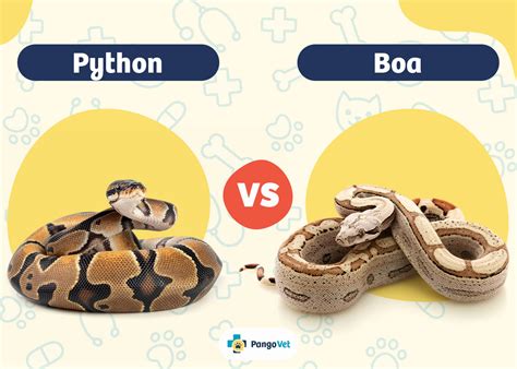 Boa Vs Python Comparison Powensix