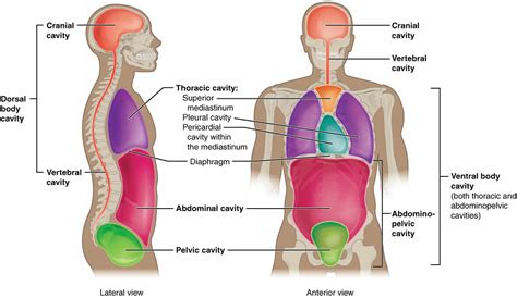 Body Cavities And Organs
