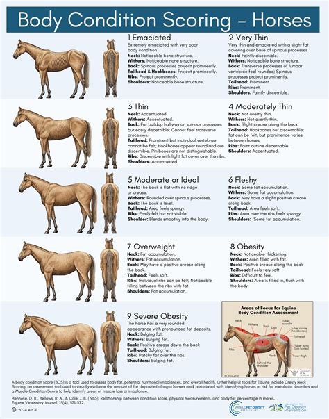 Body Condition Score Chart Body Condition Horse Health Horses