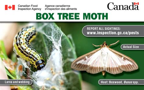 Box Tree Moth Pest Identification For Vegetable Gardens