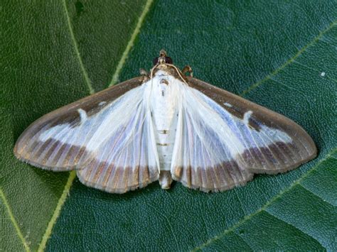 Box Tree Moth Identification Guide