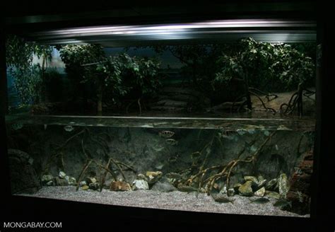 Brackish Water Biotope Tank With Archerfish And Scats Gecko Terrarium