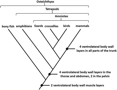 Cladogram Purpose Explained