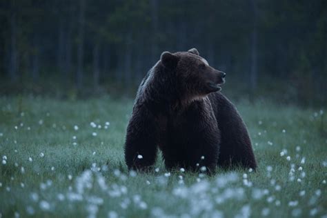 Brutus The Bear With Images Brown Bear