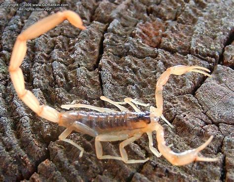 Bug Pictures Striped Bark Scorpion Centruroides Vittatus By Gd Rankin