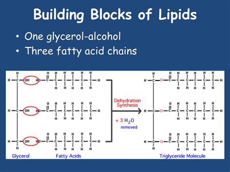 Lipid Building Blocks