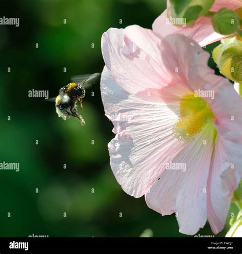 Bumblebee In Flight Stock Photo Alamy