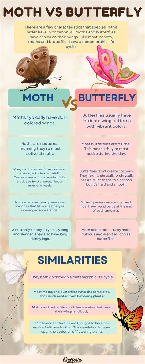 Butterflies Vs Moths Key Differences To Tell Them Apart