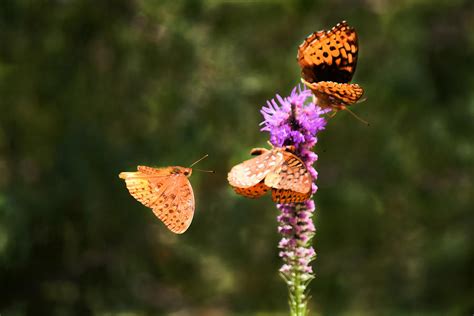 Butterfly Gathering Photograph By Kim Blaylock Pixels