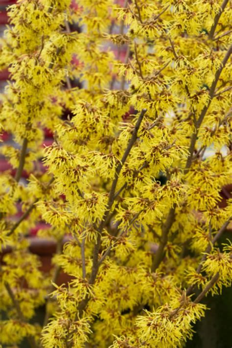 Buy Yellow American Witch Hazel Free Shipping Wilson Bros Gardens