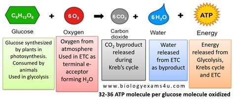 Byproducts Of Cellular Respiration Definition Of Aerobic Cellular