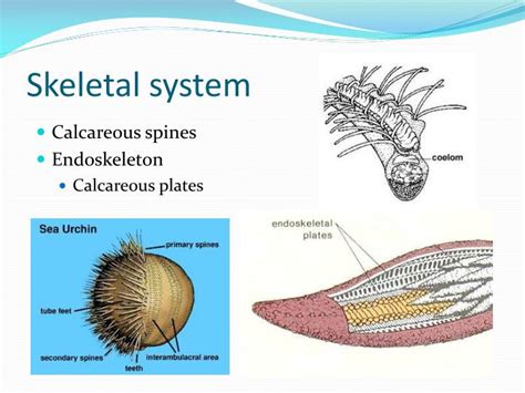 Calcareous Spines Body Health
