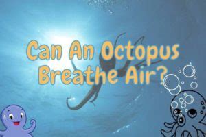 Can An Octopus Breathe Air Answered Outlife Expert