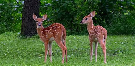 Can Deer Have Twins Triplets Or Quadruplets How Common Is It