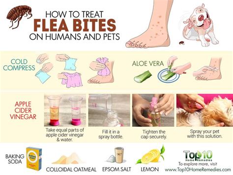 Can Dog Flea Bite Humans