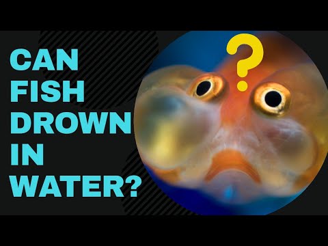 Can Fish Drown In Water Youtube
