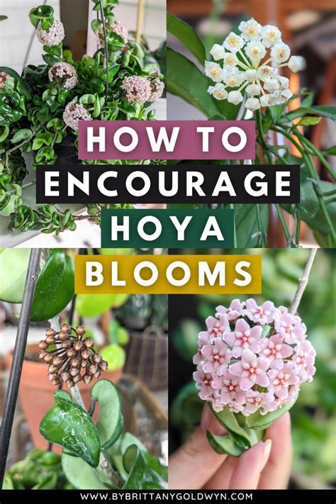 Get a Hoya Plant