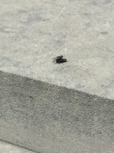 Maggots Turn Into Flies