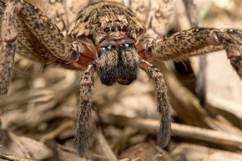 Can The Huntsman Spider Kill You 1 Answer What S That Bug