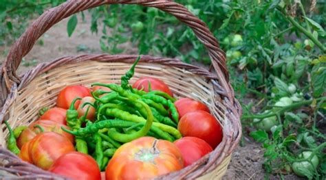 Can You Plant Tomatoes And Peppers Together As Companion Plants Epic