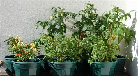 Plant Tomatoes and Peppers Together