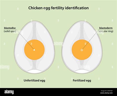 Can You Tell If An Egg Is Fertilized Backyard Chickens Learn How To