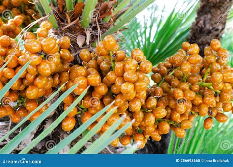 Canary Island Date Palm Phoenix Canariensis With Fruits Stock Photo