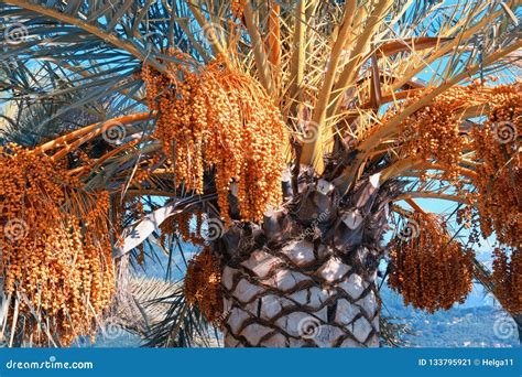 Canary Island Date Palms With Leaves And Fruits Stock Image Image Of
