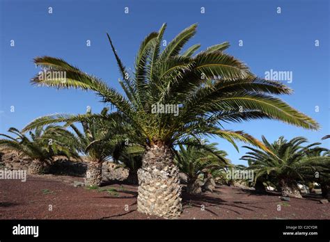Canary Islands Date Palm Trees Fuerteventura Stock Photo By Philipus