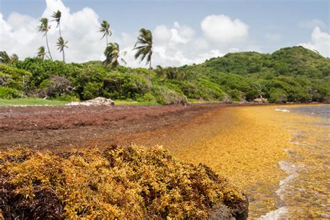 Cancun Braces For Worst Sargassum Seaweed Season In Five Years Cancun Sun