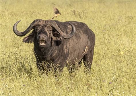 Cape Buffalo Facts Habitat Diet Life Cycle Pictures