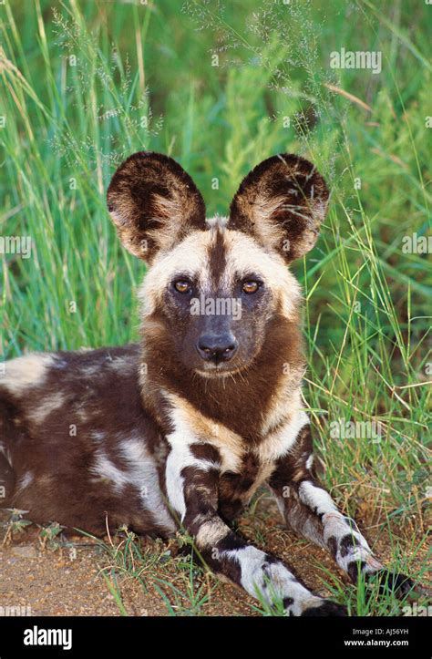 5 Facts Cape Hunting Dog