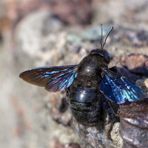 Carpenter Bee Insect