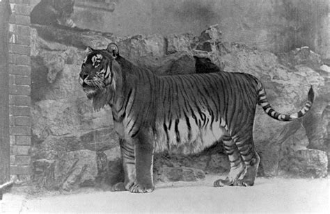 Caspian Tiger Facts Wildcats Conservation Alliance