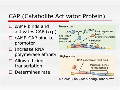 Catabolite Activator Protein