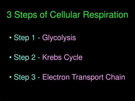 Catalyst What Are The Three Steps Of Cellular Respiration Ppt Download