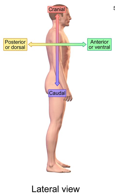 Caudal Medical Term Explained