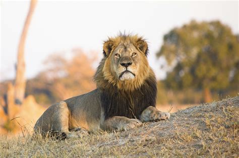 Cecil Lives On In The Lions Of Hwange Zimbabwe Lonely Planet