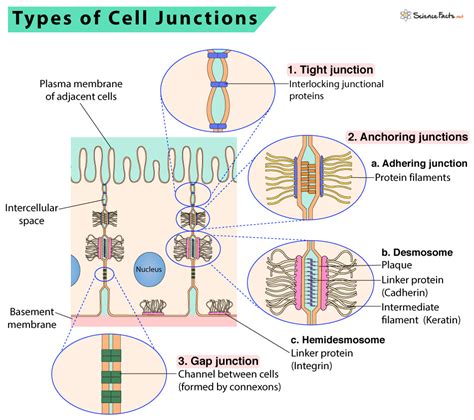 Cell Cell Junctions Explained
