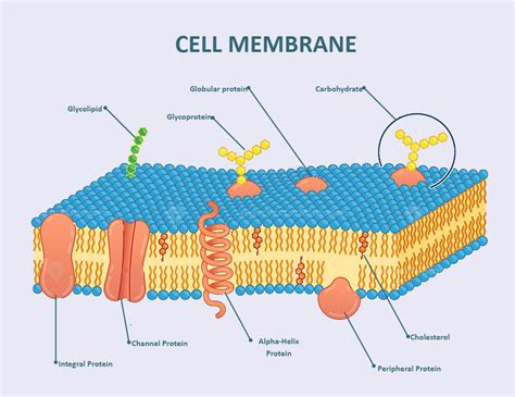 Cell Membrane Labeled Diagram