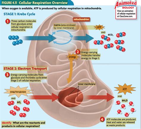 Cellular Locations Of The Four Stages Of Cellular Respiration Mastering