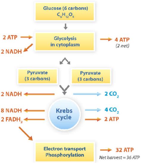 Cellular Respiration Ck 12 Foundation