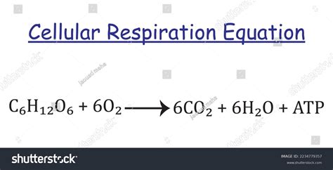 Cellular Respiration Equation