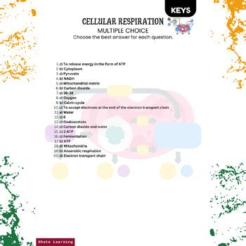 Cellular Respiration Multiple Choice Worksheet 20 Questions Answers