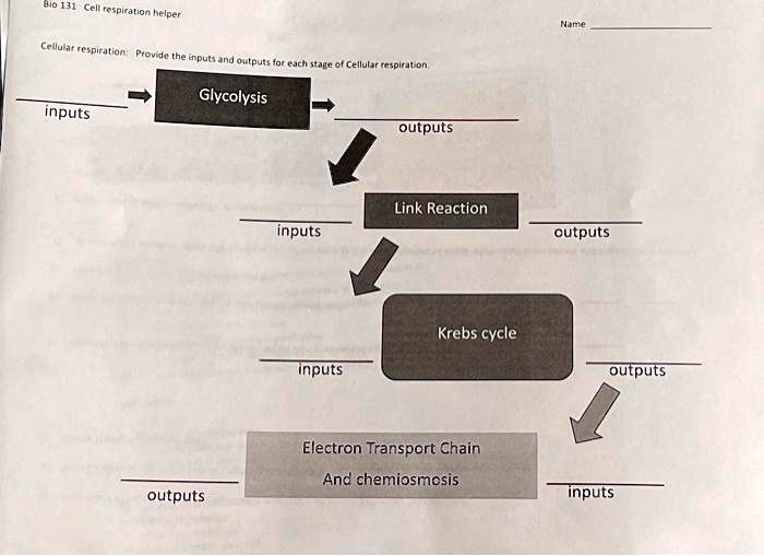 Cellular Respiration Steps Inputs And Outputs