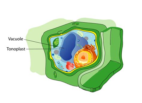 Central Vacuole Definition Function Structure Quiz Biology