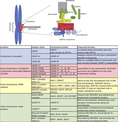 5 Centromere B Antibody Facts