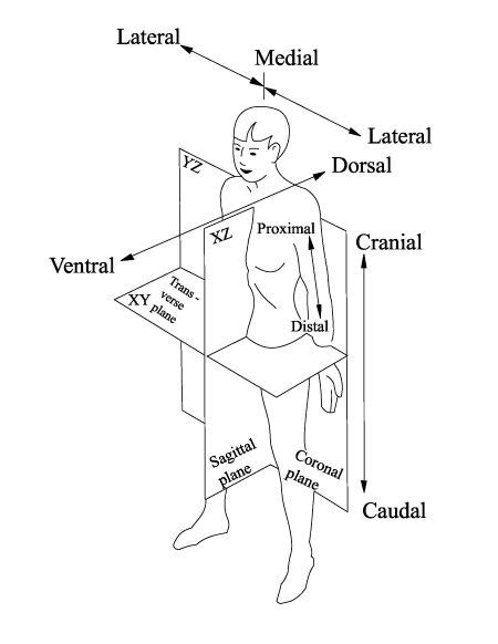 Cephalic Caudal Rostral In Anatomy Definition Examples Lesson