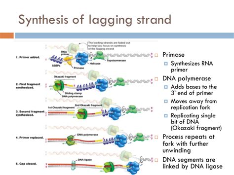 Chapter Dna Synthesis The Biology Primer
